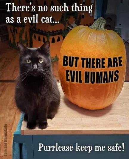 Photo of a black cat sitting on a counter next to a pumpkin. The meme reads:

There's no such thing as an evil cat...

BUT THERE ARE EVIL HUMANS

Purrlease keep me safe!

[Meme Credit: "Cole and Marmalade"]