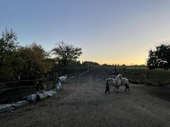 Looking away from the muck heap where the wall was being built. Dusk. 2 mini ponies grooming each other head to tail. Goats on left. Sandy all weather surface leading to gate to paddock. Large stones on left run along bottom of electric fence (they slow run off water going down grassy slope).