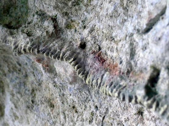 Unebene graue Wand, über die sich von links oben nach rechts unten eine gerippte Stuktur aus mutmaßlich demselben Material zieht. Sie sieht aus wie eine überlange Zahnleiste. Das Grau ist hier und da mit rötlichen oder grünlichen Flecken überzogen.