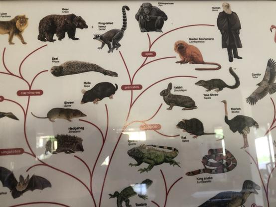 Poster of evolution tree