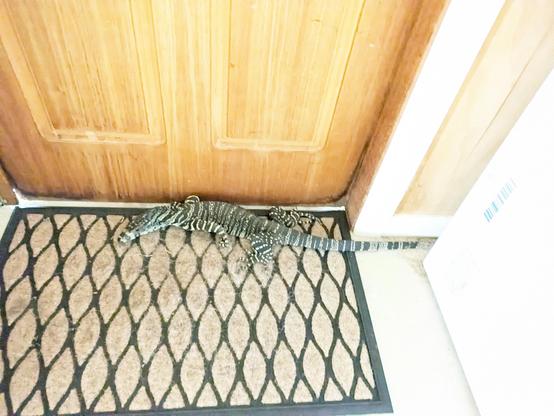 A small lace monitor standing on a doormat inside a rural garage