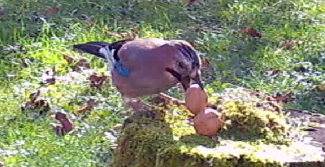 jay picking up walnut
