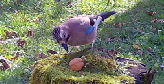 jay inspecting second walnut placed on tree trunk
