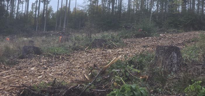 A view into the badly reduced forest - a front of spruce trees can be seen in the back, lots of gaps between them and some dead trees as well. The foreground shows left over tree stumps and a make-shift wood chips path. There’s markings in places where the new trees are supposed to be planted by volunteers like us.