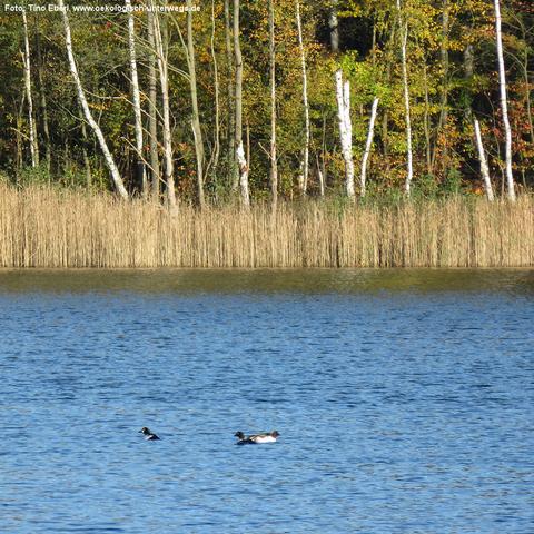 See mit blauem Wasser, auf dem drei Enten schwimmen, und an dessem Ufer hohes Schilf wächst und Bäume mit buntem Herbstlaub