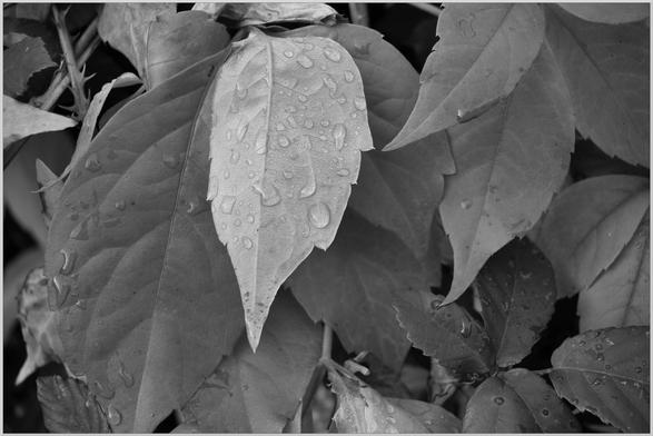 A black and white photograph - taken with a yellow filter - of yellow, orange and red leaves, after a sprinkling of rain so that rain drops are still present of the main subject leaf.