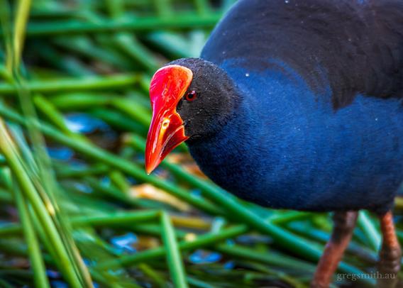 An Australiasian swamphen (Porphyrio melanotus), giving the photographer a displeasing look.