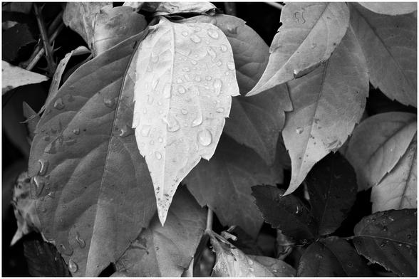 A different interpretation of a black and white photograph, taken with a red filter,  of yellow, orange and red leaves.
The main subject of the image is a five leafed stem stand out, from the surrounding background foliage, and dominates from the left central area toward the left edge of the frame.