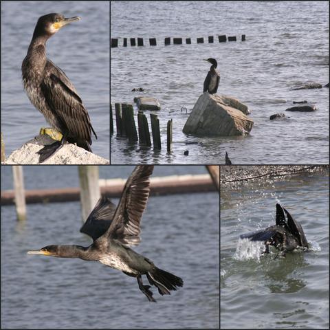 Foto collage van 4. Aalscholver zittend op een steen in het water, ingezoomd; zelfde beeld uitgezoomd met meer stenen en paaltjes in het water; opvliegend; duikend.