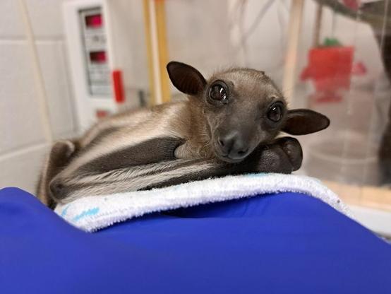 Azure Generated Description:
a cat lying on a blanket (42.17% confidence)
---------------
Azure Generated Tags:
animal (99.87% confidence)
mammal (99.84% confidence)
indoor (91.48% confidence)
snout (88.46% confidence)
anteater (74.50% confidence)
aardvark (61.55% confidence)
