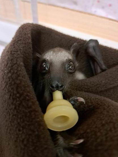 Azure Generated Description:
a small animal eating a piece of food (35.67% confidence)
---------------
Azure Generated Tags:
animal (98.55% confidence)
indoor (90.74% confidence)
dog (87.98% confidence)
mouth (62.80% confidence)
mammal (55.58% confidence)
puppy (55.57% confidence)
towel (51.69% confidence)