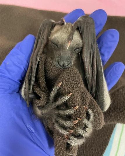 Azure Generated Description:
a bat with its eyes closed (29.92% confidence)
---------------
Azure Generated Tags:
cat (89.54% confidence)
person (88.26% confidence)
indoor (73.91% confidence)
blue (68.70% confidence)
glove (67.55% confidence)
gray (53.89% confidence)