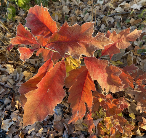 The red and orange leaves of a small oak sapling are touched by frost.