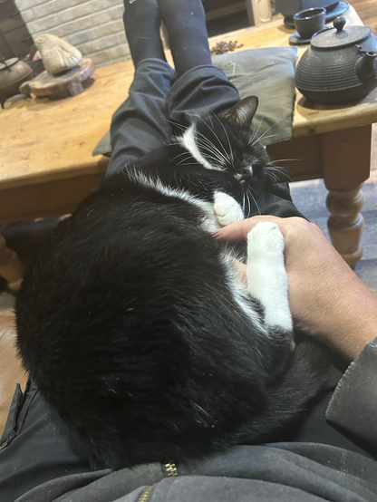 The cat lies curled up on my lap, half on his side, half on his back, while I rub his belly.