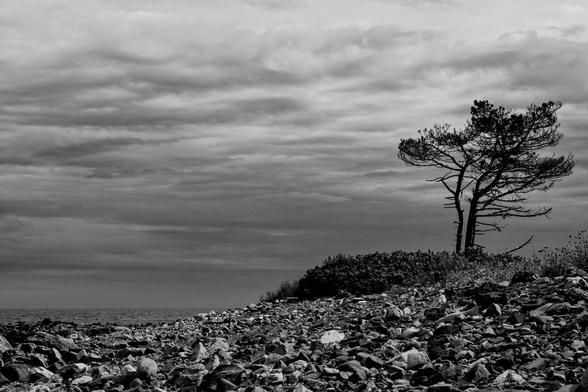 A black and white photograph taken along a rocky shoreline on a cloudy day. Patches of clouds are lighter than others, darker towards the horizon. The water is on the left side of the frame, visible above the small rocks filling the foreground. On the right, a scrubby tree sits on an outcrop, growing to the right away from the water.