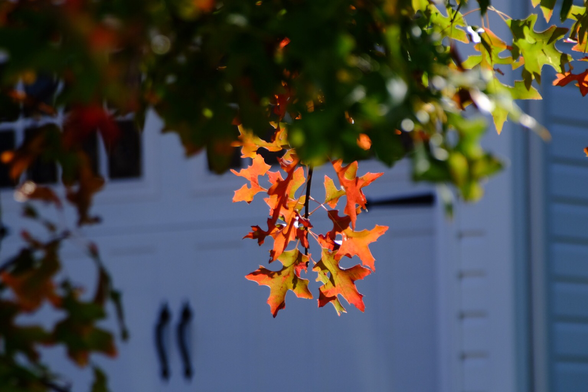 Red oak leaves backlit hanging from a bough of green