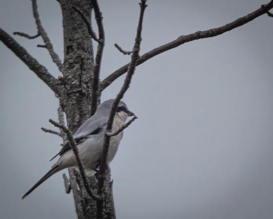 A mostly grey bird with a black ‘mask’ and black shoulders sits in a tall thin tree likely looking for prey.