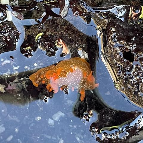 A bright orange sea slug with tiny white spots among the kelp in a tidepool.