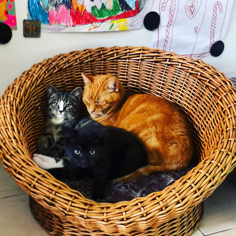 A red, a tabby and a black cat in a basket.