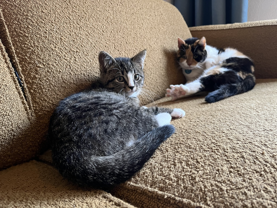 A calico and a tabby cat on the couch together.