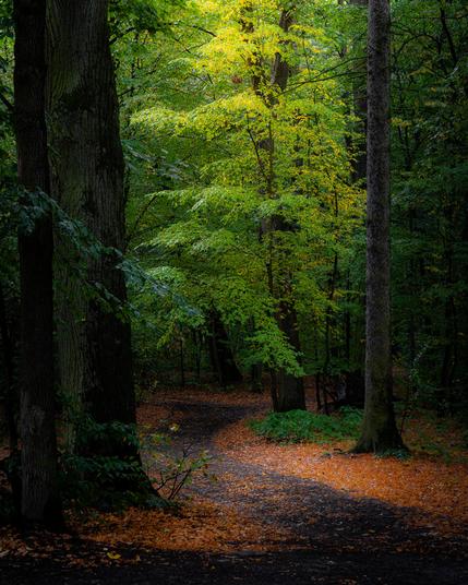 Ein Waldweg am Rand bedeckt mit herabgefallenem Laub. In der Mitte ein Bum mit grünen Blättern der von oben durch die Sonne angestrahlt wird.