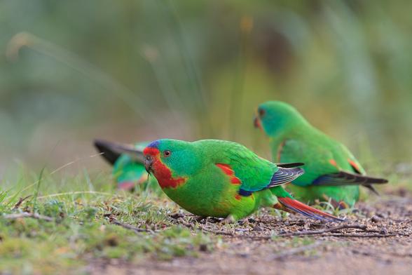 Three parrots on the ground. The front on is in focus, and is almost entirely green, but has a blue patch at the front of the head, red above and below the beak down to the chest, red wing roots, blue flight feathers, red and blue tail. 
It is also somewhat round for a parrot.