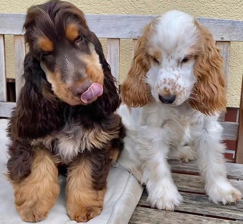 Duke und Maite
