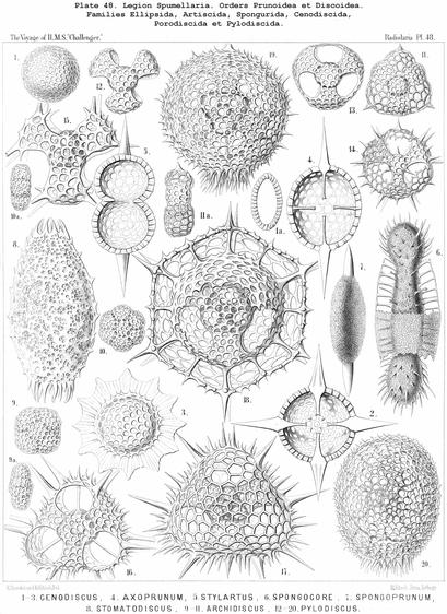 HMS Challenger Collections [The Start of The Science Of Oceanography] - lithographic image of foraminifera collected on the voyage