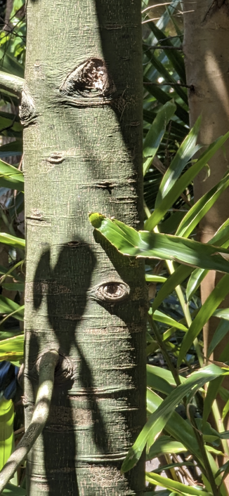 Illawarra Flametree with a bark marking that looks like an eye