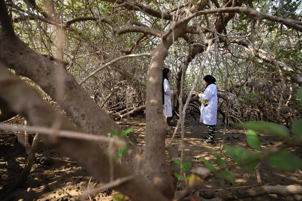 two women scientists in white coats and black headscarves working in a mangrove forest