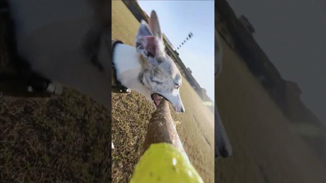 ウィペットじゃなくて多分トムクルーズなウィペット