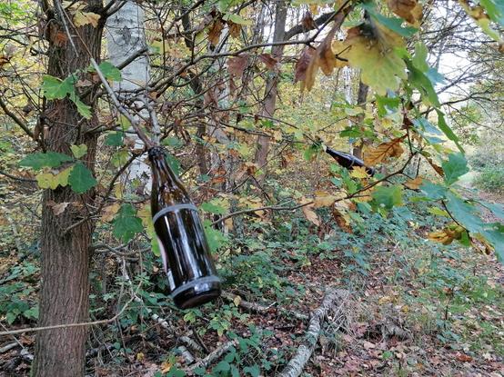 beer bottles stuck to branches