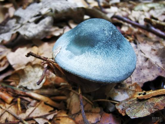 DE: Querformat, Nahaufnahme, im Vordergrund sthet in der Bildmitte ein kleiner blaugrüner Pilz mit rundlich geformtem Hut, den Hintergrund  bilden herbstlich gefärbte rotbraune Blätter.
EN: Landscape format, close-up, in the foreground is a small blue-green mushroom with a rounded cap, the background is formed by reddish-brown leaves in autumnal colours.
