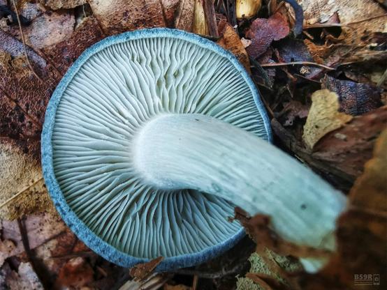 DE: Auch hier im Hintergrund braunrot gefärbtes Laub, darauf liegt der blaugrüne Pilz aus dem ersten Bild, die Hutseite liegt auf dem Laub, wodurch die Lamellen und der Stiel auf der Pilzunterseite zu sehen sind.
EN: Here, too, in the background, brown-red coloured foliage, on top of which lies the blue-green mushroom from the first picture, the cap side lying on the foliage, revealing the lamellae and stalk on the underside of the mushroom.