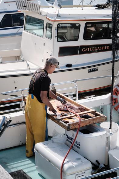 A man slicing freshly caught fish on his boat.