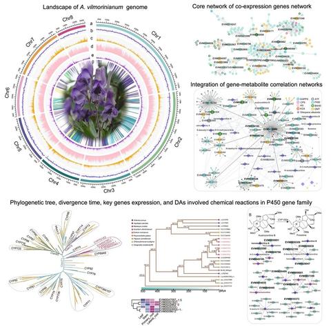 Multiomic analysis integrating genomic, transcriptomic, and metabolomic studies identifies several genes involved in diterpenoid alkaloid biosynthesis in the DA-rich species Aconitum vilmorinianum