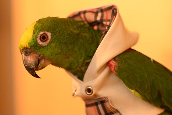 An obviously older Yellow-crowned Amazon is wearing a fashion hoodie with a vaguely Burberry-esque pattern as a Halloween costume. "Cookie" has a sparkle in his orange eye because he has only been wearing his costume 5 minutes & already he discovered that he could pull out the hoodie string as a fun chew toy.