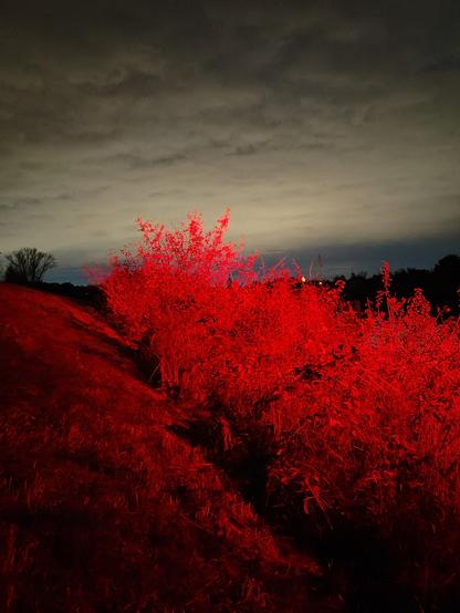 Wieczór po za zachodzie słońca. W oddali łuna zachodzącego słońca. A na pierwszym planie krzewy oświetlone na czerwono od lampy sygnalizacyjnej na kanale Odry.