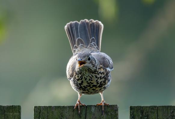 AN angry Mistle Thrush on the fence outside my window, facing the camera, tail raised, beak wide open, shouting at other birds