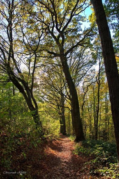 the path

November 2022 Christoph Koester | #Ardey #Fröndenberg