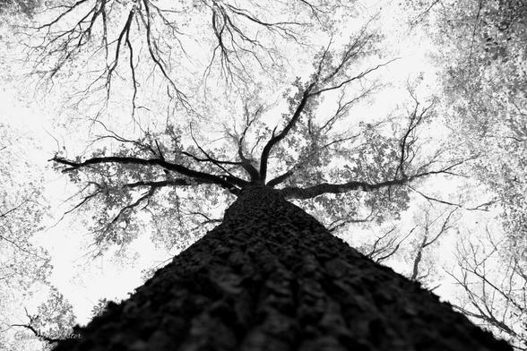 from root to treetop

November 2022 Christoph Koester | #Ardey #Fröndenberg