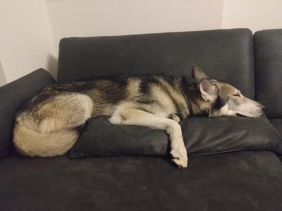 Tamaskandog chillin on couch