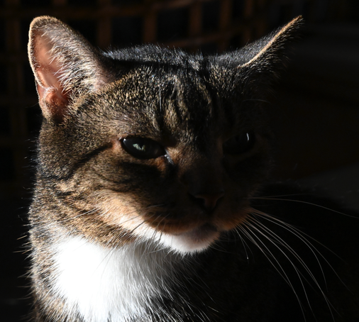My tabby cat Pica isn't a Pallas's cat. 

Probably.