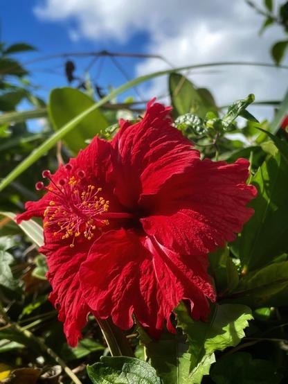 Red hibiscus flower in bloom