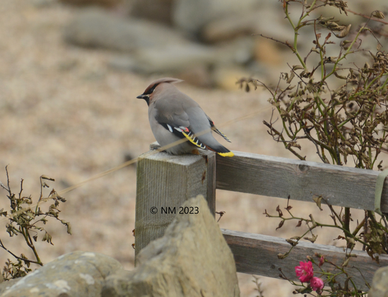 A brightly coloured waxwing sitting on a fencepost.