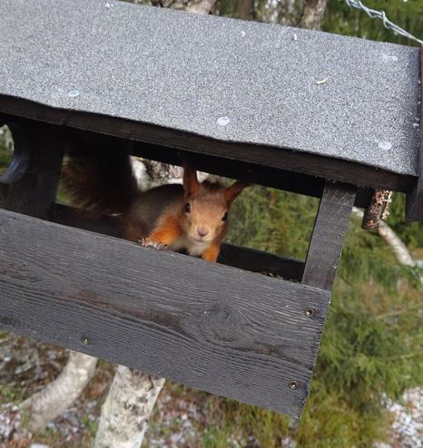 Squirrel
