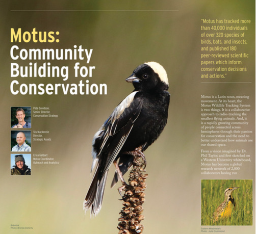 Screen Capture of BirdWatch Canada article page with a Bobolink perched on millet.  The text Motus: Community building for conservation and photos of authors Pete Davidson, Stu Mackenzie and Erica Geldart. Bobolink photo by Brenda Doherty.