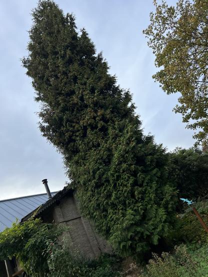 De hoogste conifeer die ik ooit zag.