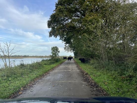 Zwarte wilde koeien blokkeren verderop een smalle weg. Links de rivier en rechts gras en bomen.