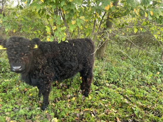 Zwart koetje staat in het gras, van dichtbij gezien.